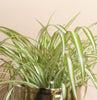 Chlorophytum comosum 'Bonnie' Spider Plant House Plant in Handcrafted Gold Ceramic Planter
