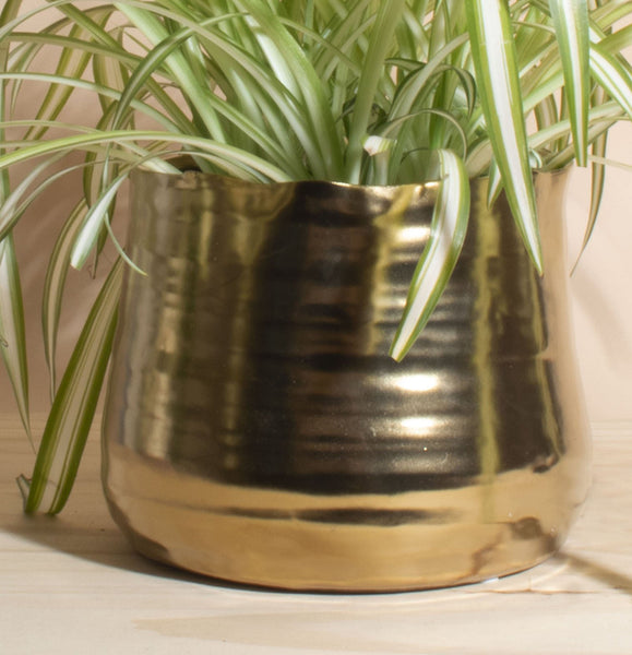 bonnie plants pots Chlorophytum comosum 'Bonnie' Spider Plant House Plant in Handcrafted – Home Botanicals