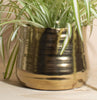 Chlorophytum comosum 'Bonnie' Spider Plant House Plant in Handcrafted Gold Ceramic Planter