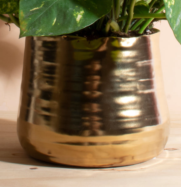 brushed gold plant pot Pothos House Plant in Handcrafted Gold Ceramic Planter – Home Botanicals