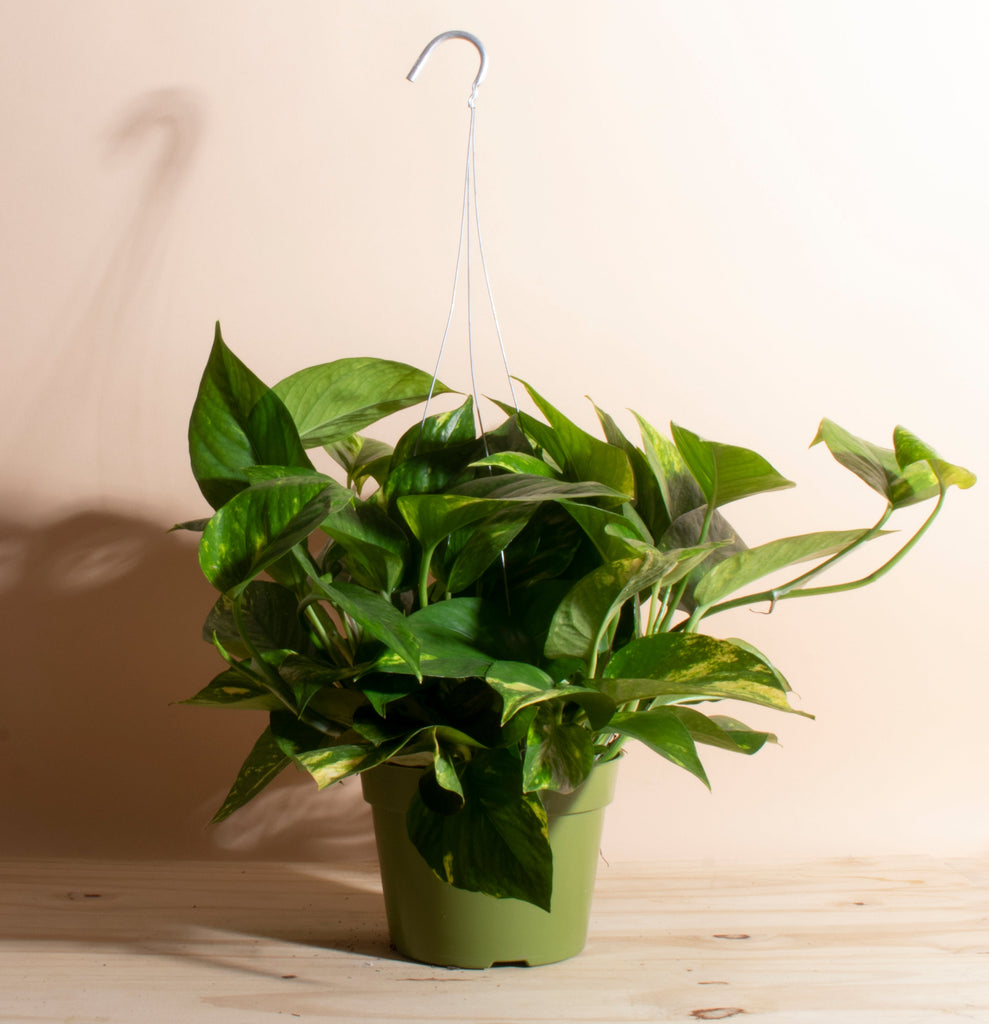 Epipremnum aureum Pothos 'Devil's Ivy' with Hanger