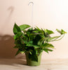 Epipremnum aureum Pothos 'Devil's Ivy' with Hanger