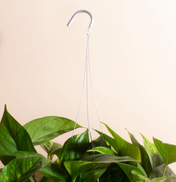 Epipremnum aureum Pothos 'Devil's Ivy' with Hanger – Home Botanicals