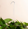 Epipremnum aureum Pothos 'Devil's Ivy' with Hanger