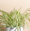 Chlorophytum comosum 'bonnie' Spider Plant House Plant in Handcrafted White Ceramic Planter