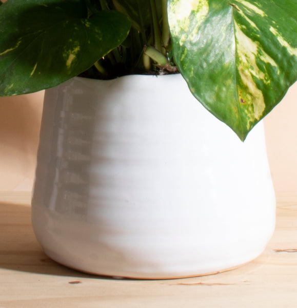 white ceramic indoor plant pots Pothos House Plant in Handcrafted White Ceramic Planter – Home Botanicals