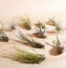 Assorted Tropical Tillandsia Air Plants (Collection of 12)