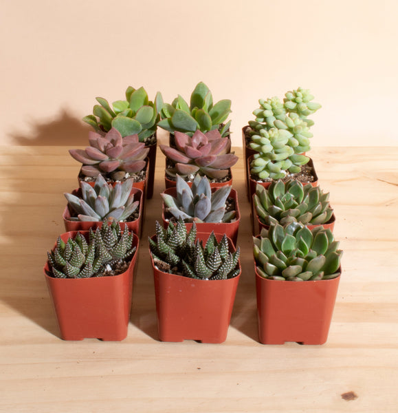 succulents homebase Mini Assorted Succulent Collection of 12 – Home Botanicals