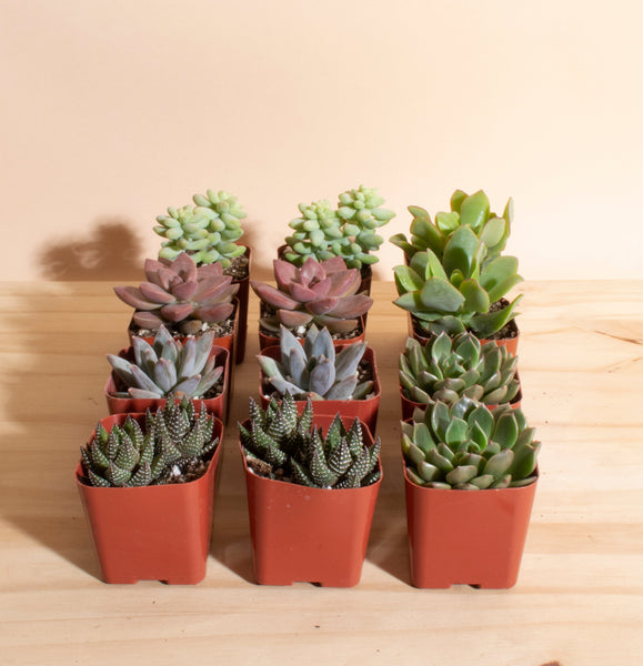 succulent plants near me for sale Mini Assorted Succulent Collection of 12 – Home Botanicals