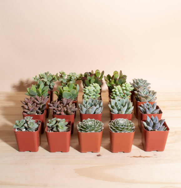 20 succulents Mini Assorted Succulent Collection of 20 – Home Botanicals