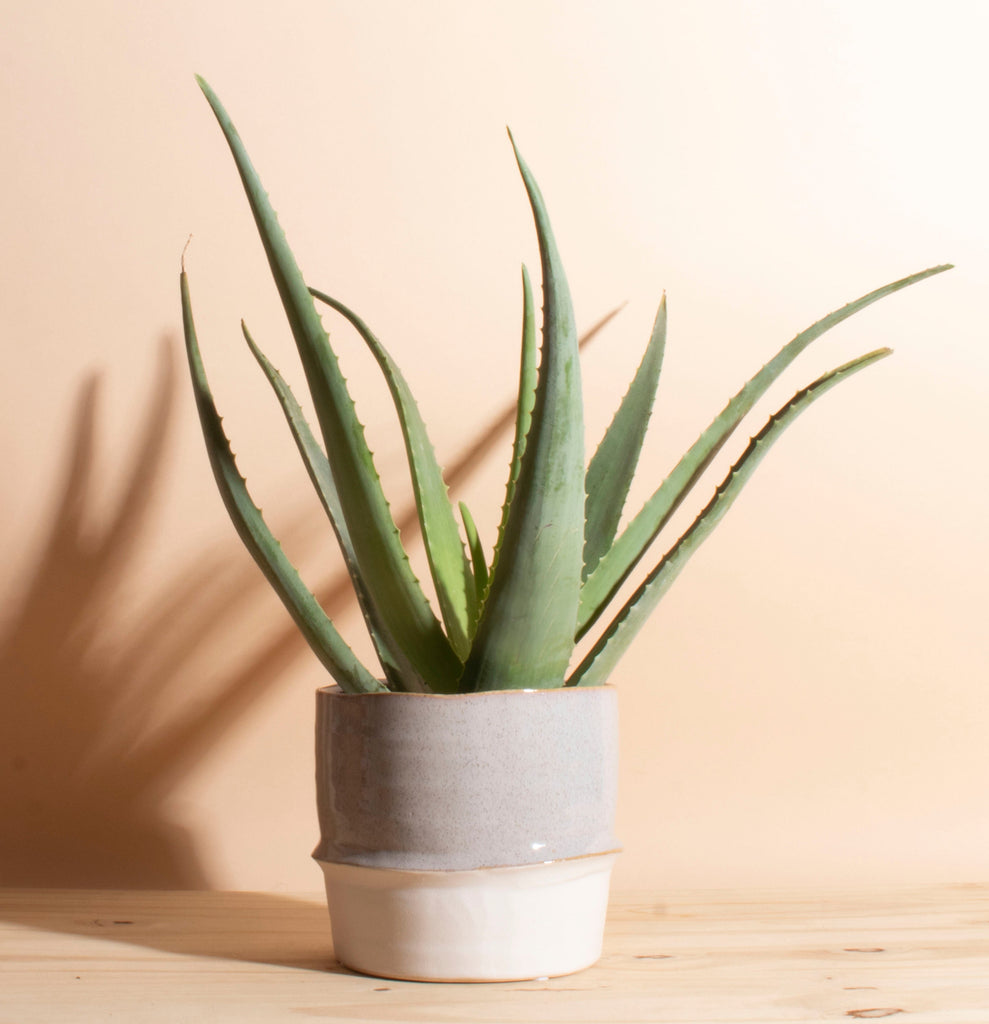 Aloe Vera in Two-Toned Ceramic Planter