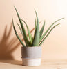 Aloe Vera in Two-Toned Ceramic Planter