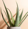 Aloe Vera in Two-Toned Ceramic Planter