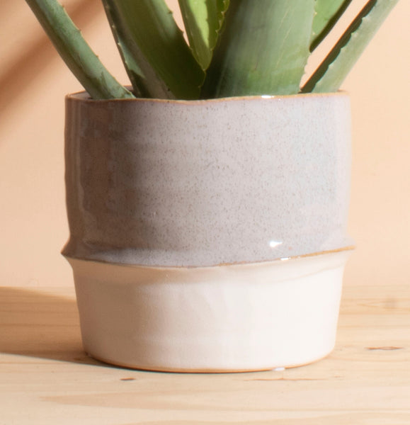 2 aloe vera plants in one pot Aloe Vera in Two-Toned Ceramic Planter – Home Botanicals