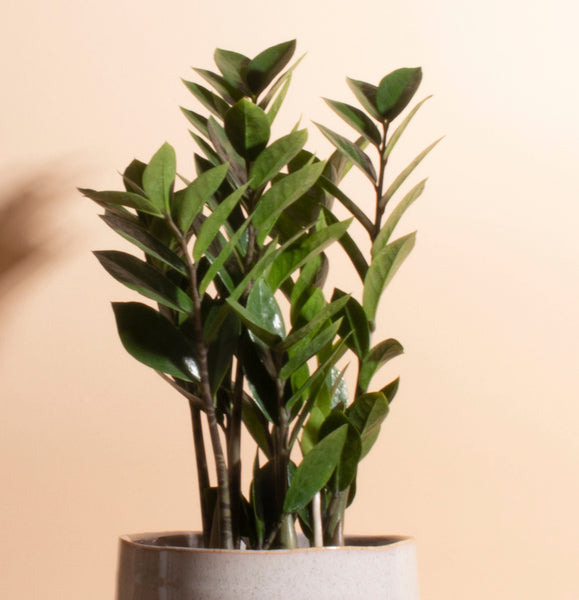 Zanzibar Gem 'ZZ Plant' in Two-Toned Planter  Home Botanicals