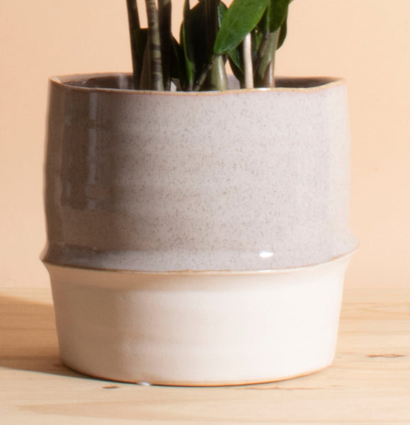 Zanzibar Gem 'ZZ Plant' in Two-Toned Planter – Home Botanicals