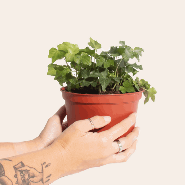 English Ivy House Plant in Handcrafted White Ceramic Planter – Home  Botanicals