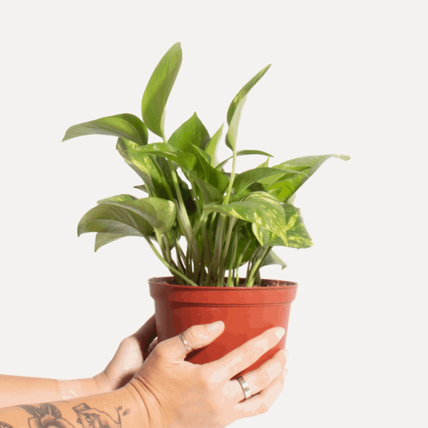 pothos with red leaves Epipremnum aureum Pothos 'Devil's Ivy' with Hanger – Home Botanicals