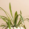 Bonnie Spider Plant in Ceramic Pumpkin Shaped Planter