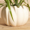 Bonnie Spider Plant in Ceramic Pumpkin Shaped Planter