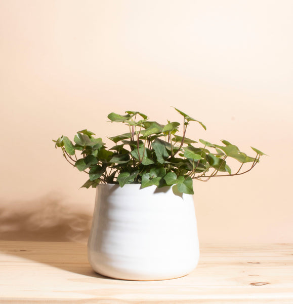 English Ivy House Plant in Handcrafted Gold Ceramic Planter – Home  Botanicals