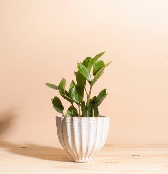 zz plant terracotta pot Zanzibar Gem 'ZZ Plant' in Ceramic Honeycomb Planter – Home Botanicals