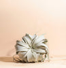 Tillandsia Xerographica Air Plant