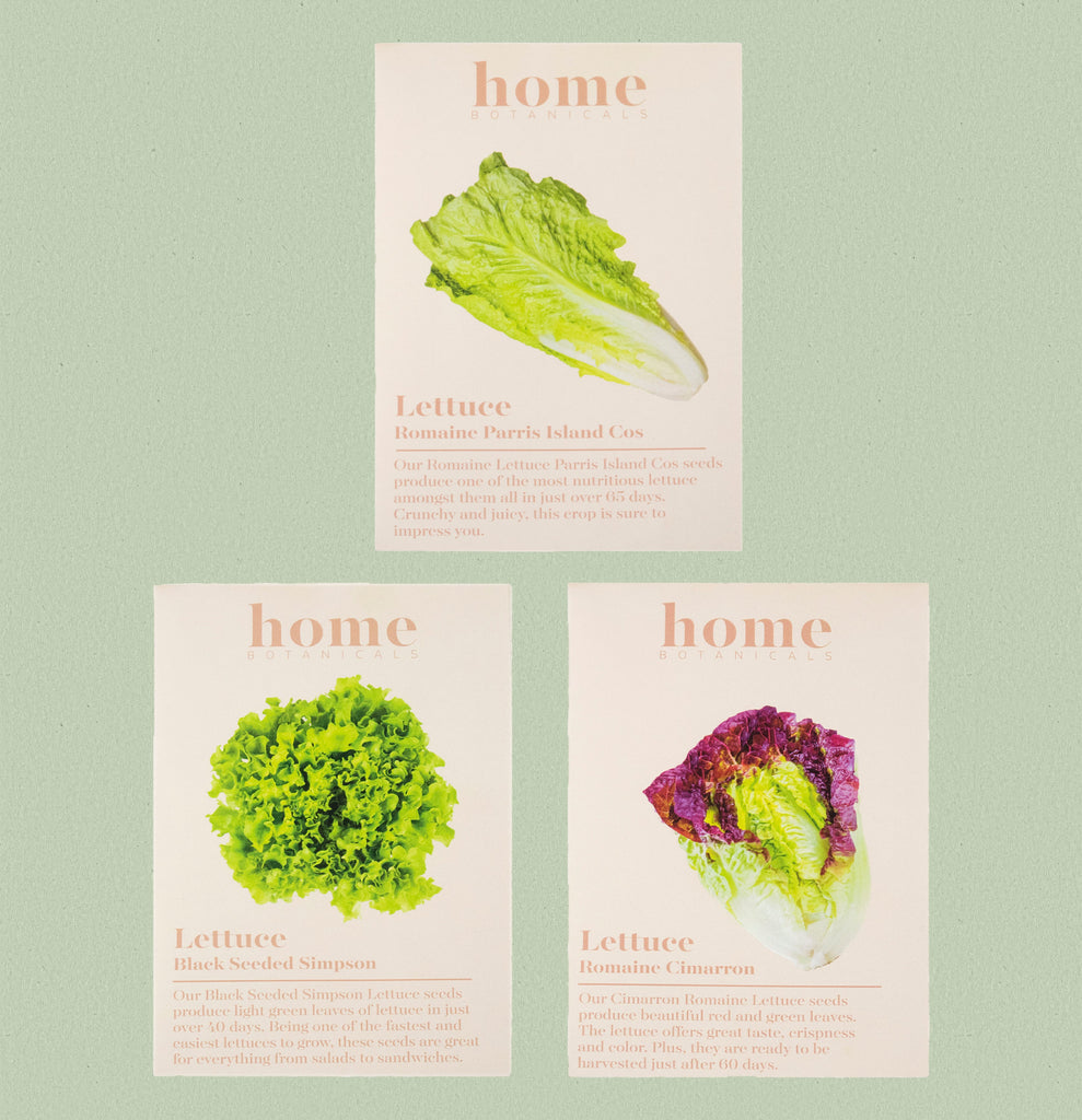 Lettuce Seeds Pack