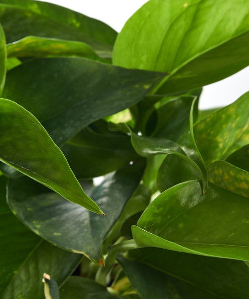 pure green pothos Pothos House Plant in Handcrafted White Ceramic Planter – Home Botanicals