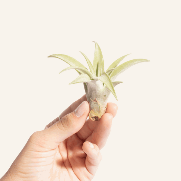 tropical touch air plants Assorted Tropical Tillandsia Air Plants (Collection of 6) – Home Botanicals