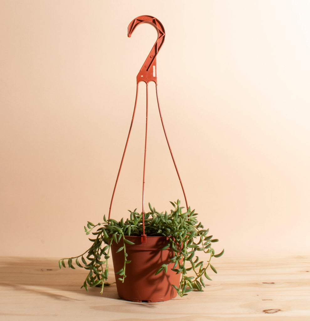 String of Bananas Hanging Succulent in 6