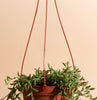 String of Bananas Hanging Succulent in 6