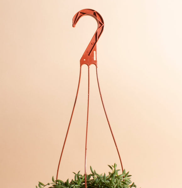 banana plant hanging String of Bananas Hanging Succulent in 6" Grower Pot – Home Botanicals