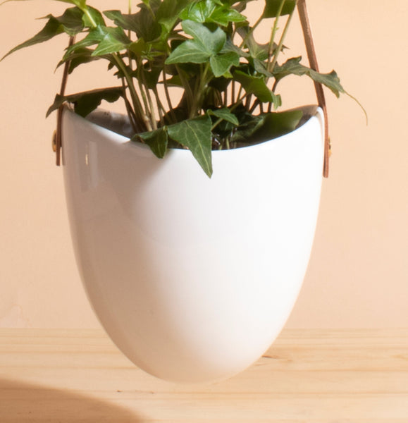 hanging ivy plant pot English Ivy in Hanging Ceramic Planter with Leather Strap – Home Botanicals