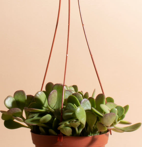 hanging jade plant for sale Trailing Jade Hanging Succulent in 6" Grower Pot – Home Botanicals