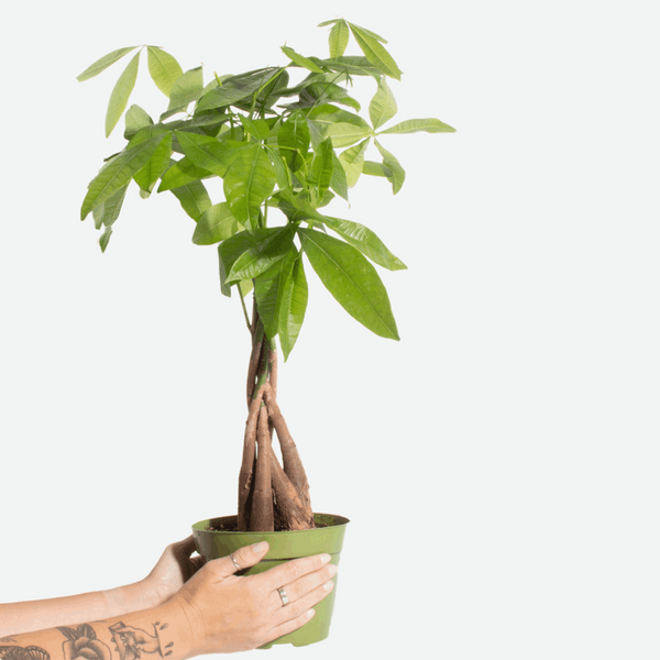 money plant gif Money Tree in 6" Grower Pot – Home Botanicals