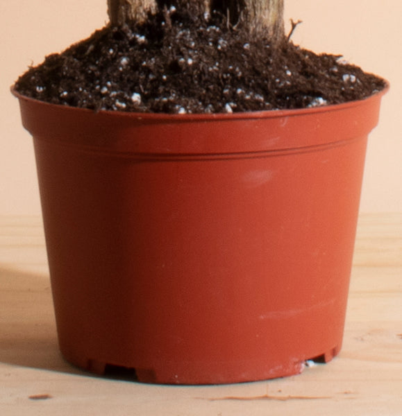 bonsai soil for money tree Money Tree in 6" Grower Pot – Home Botanicals