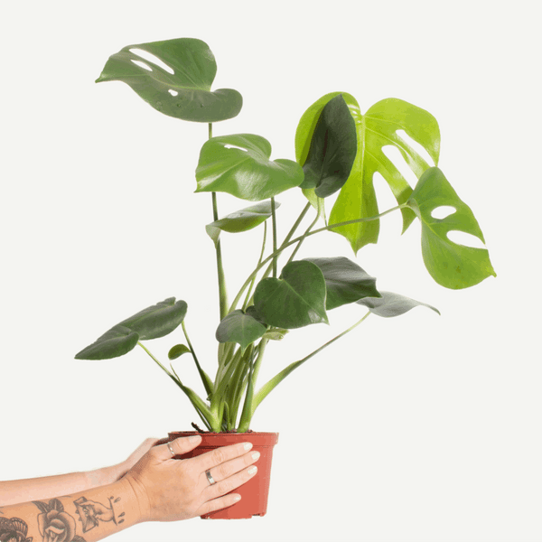 Monstera Deliciosa in 6
