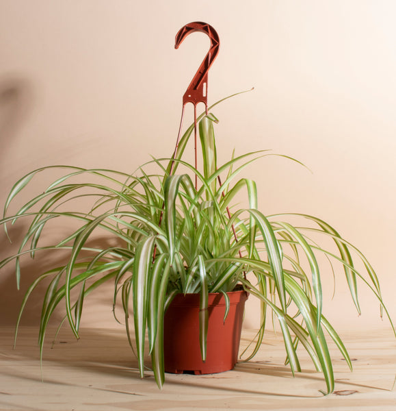 bonnie caribbean spider plant Bonnie Curly Spider in 6" Grower Pot – Home Botanicals