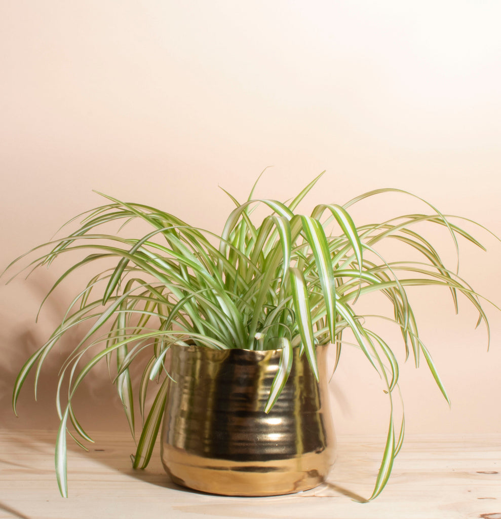 Chlorophytum comosum 'Bonnie' Spider Plant House Plant in Handcrafted Gold Ceramic Planter
