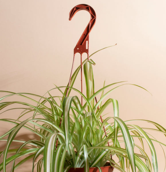 hanging basket for spider plant Bonnie Curly Spider in 6" Grower Pot – Home Botanicals