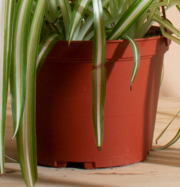 spider plant in white pot Bonnie Curly Spider in 6" Grower Pot – Home Botanicals