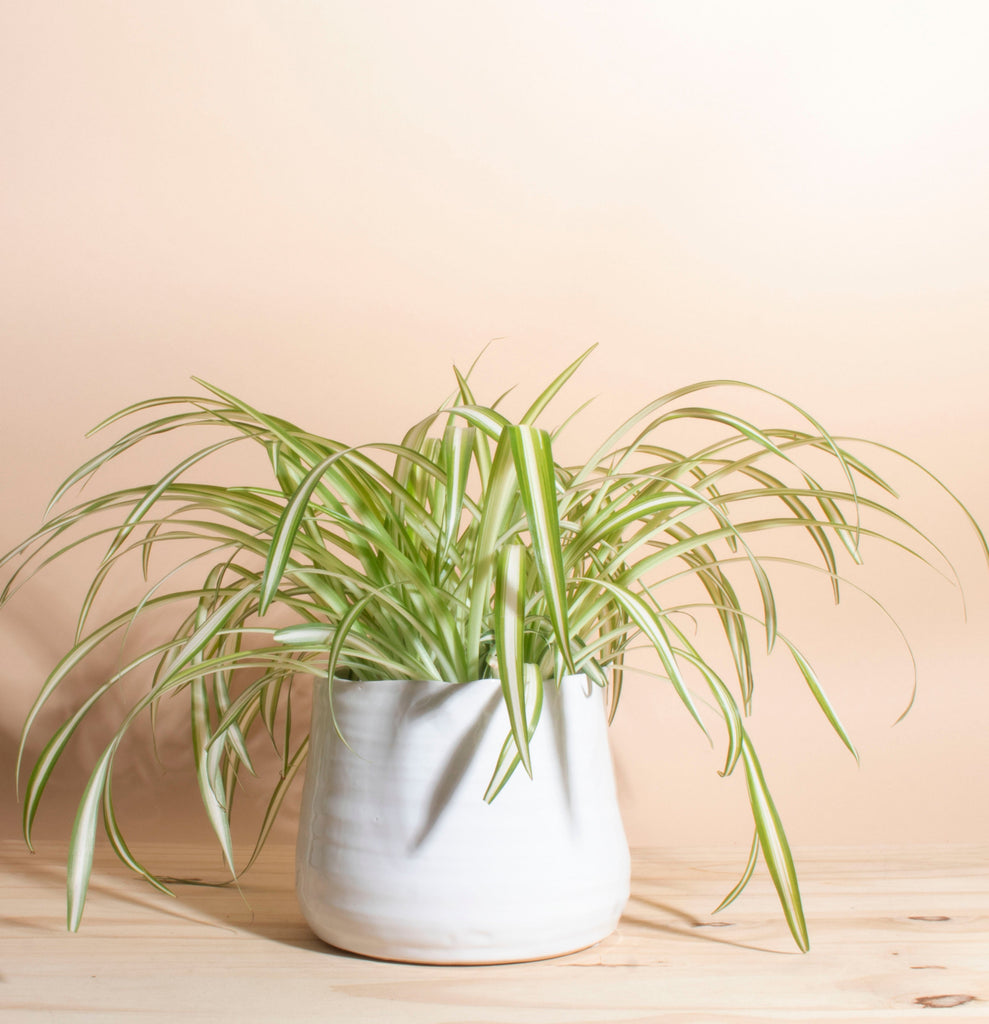 Chlorophytum comosum 'bonnie' Spider Plant House Plant in Handcrafted White Ceramic Planter