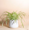 Chlorophytum comosum 'bonnie' Spider Plant House Plant in Handcrafted White Ceramic Planter