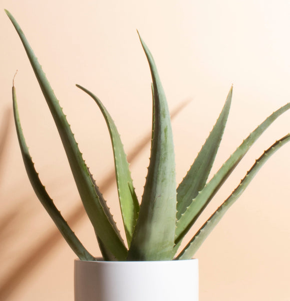 albino aloe vera plant Aloe Vera in White Mid Century Cylinder Ceramic Planter – Home Botanicals