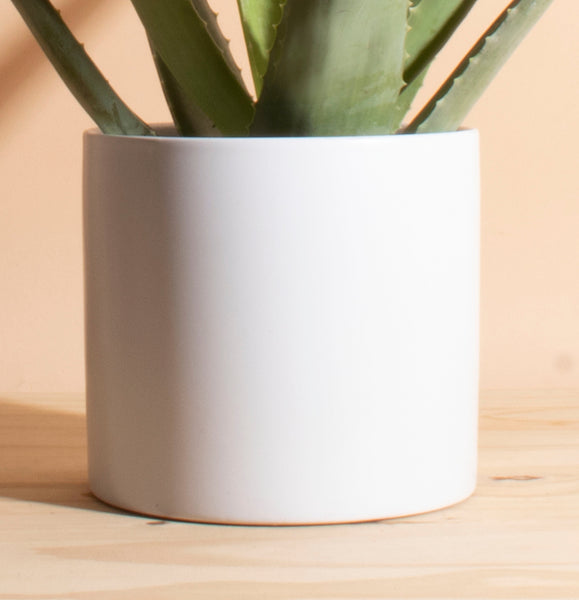 POWERS TO FLOWERS - ALOE COSMO, 2 PIANTE, vaso 13cm, piante vere - Powers to flowers - piante e fiori