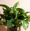 Pothos House Plant in Handcrafted White Ceramic Planter