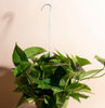 Epipremnum aureum Pothos 'Devil's Ivy' with Hanger