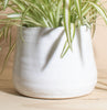 Chlorophytum comosum 'bonnie' Spider Plant House Plant in Handcrafted White Ceramic Planter
