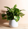 Pothos House Plant in Handcrafted Gold Ceramic Planter